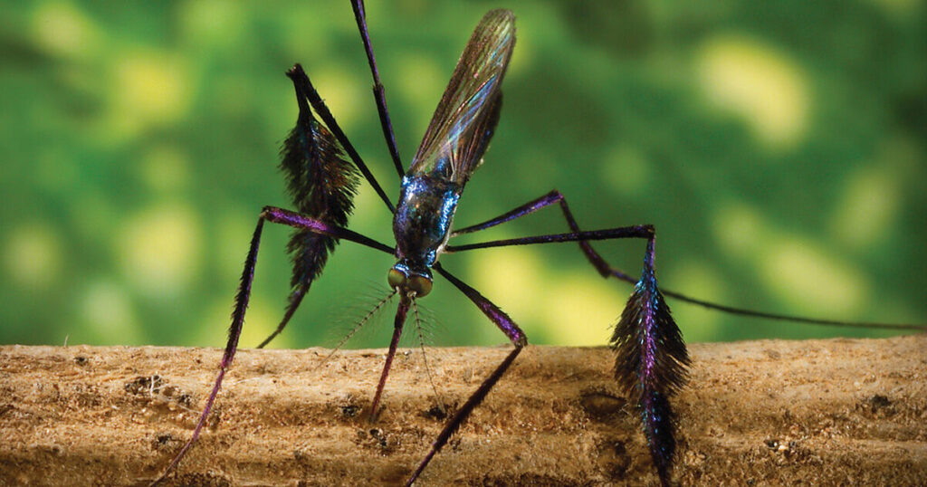 Como Acabar Com Mosquitos - Empresa Especializada 5 Acabar com mosquitos 5