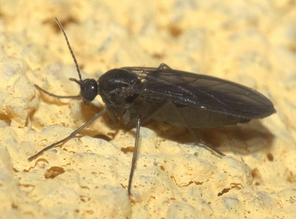 Como Acabar Com Mosquitos - Empresa Especializada 6 Acabar com mosquitos 6