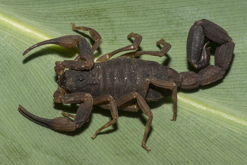 Como Acabar com Escorpião de Vez 2 Tityus bahiensis