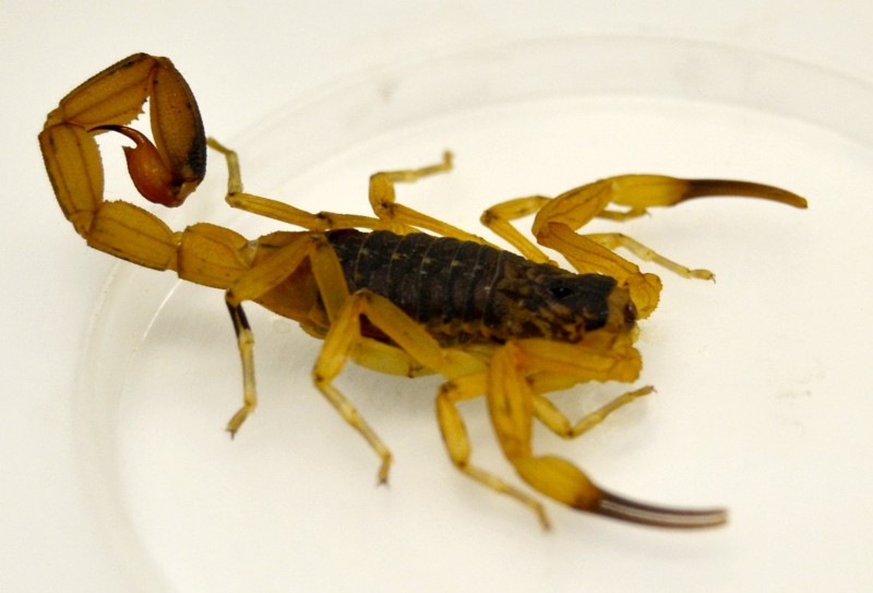 Como Acabar com Escorpião de Vez 1 Tityus serrulatus