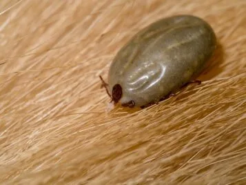 Como Matar Carrapatos - Empresa Especializada 3 Matar Carrapato 3