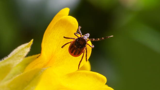 os efeitos que os carrapatos podem ter no corpo humano