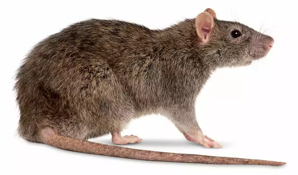 Ratazana