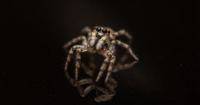 aranhas conheca as tres especies mais comuns no brasil