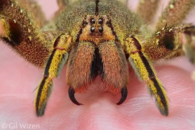 dedetizar a casa contra aranhas 1