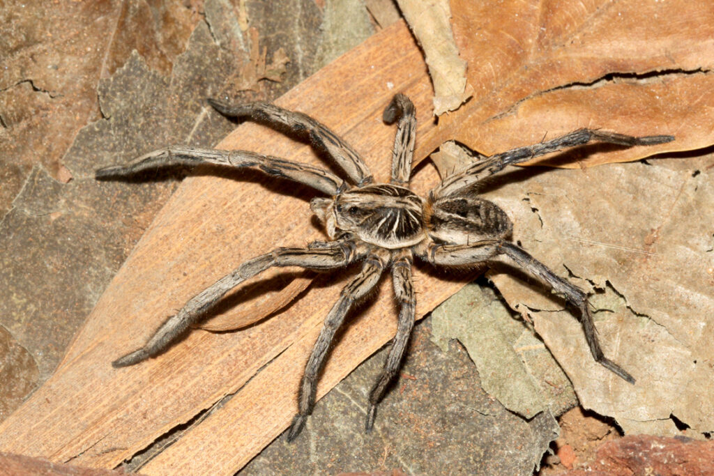 dedetizar a casa contra aranhas 134