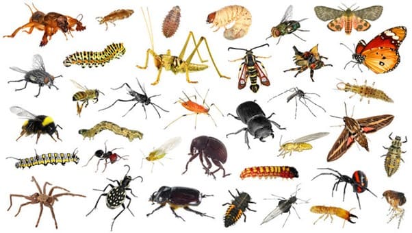 Apesar de não serem desejados em certos ambientes, os insetos são de grande importância para a natureza